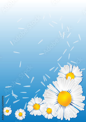 camomile