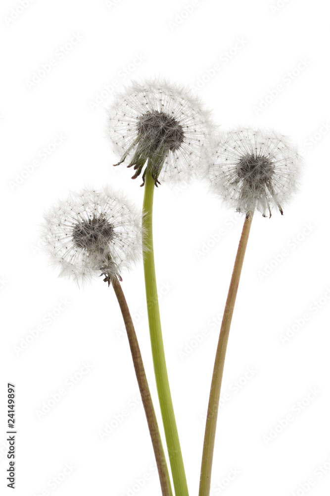 Dandelion seedheads