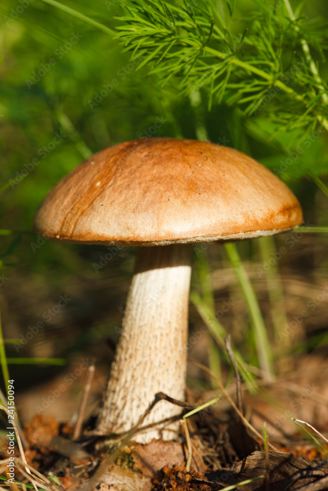 Leccinum scabrum, Birch bolete, brown cap boletus, rough boletus Leccinum scabrum, Birch bolete, brown cap boletus, rough boletus