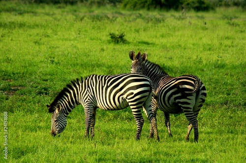 Zambia Zebras