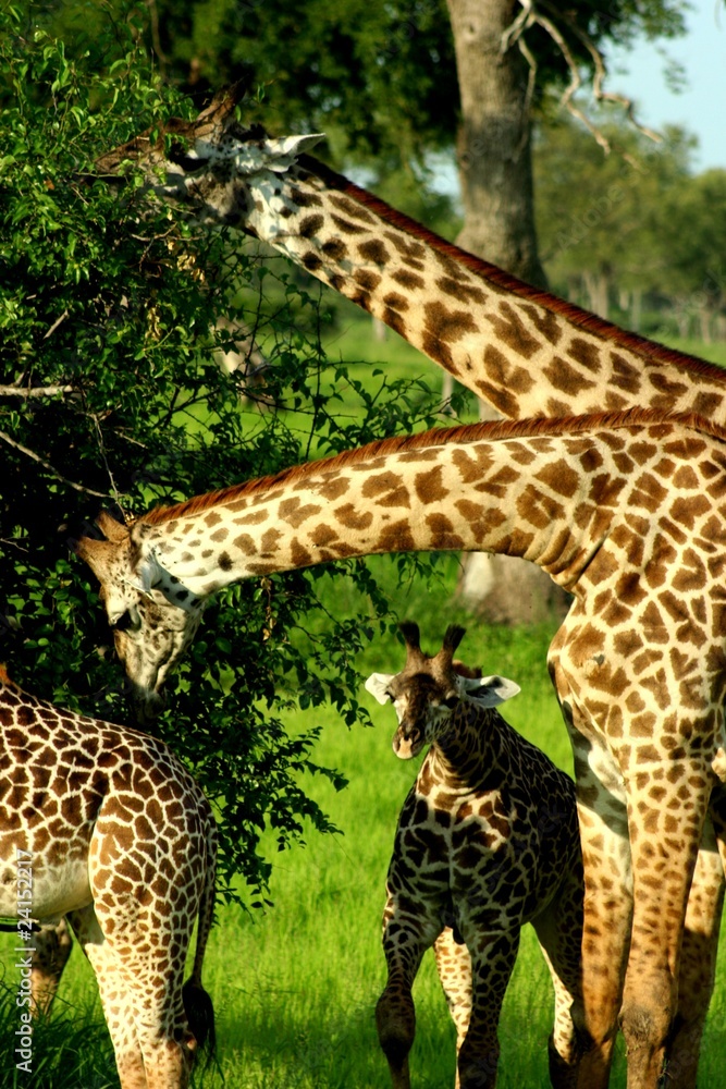 Obraz premium Zambia Giraffe