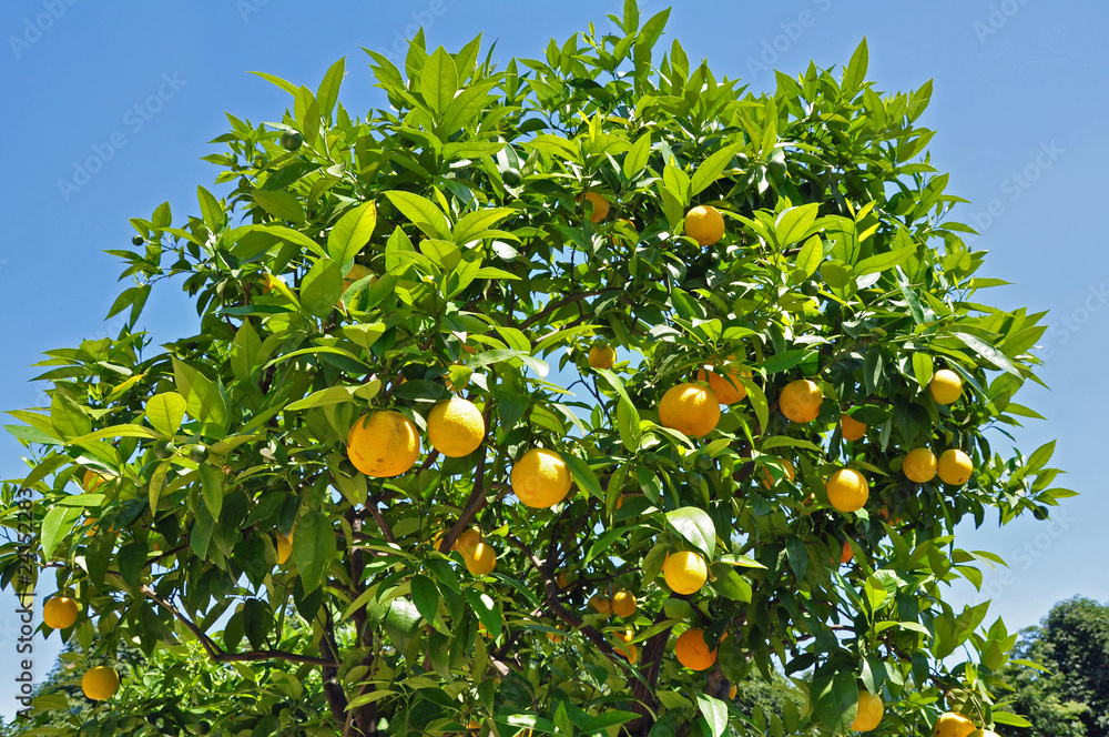 orangenbaum mit orangen
