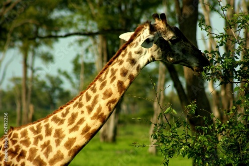 Zambia Giraffe