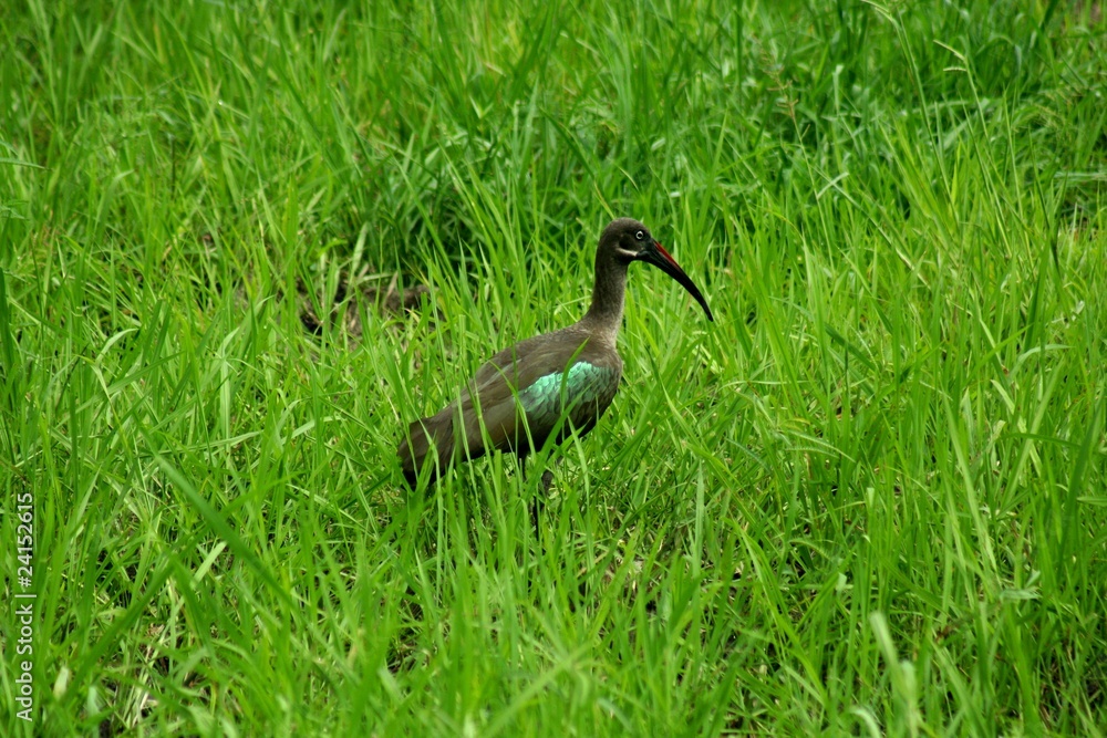 Naklejka premium Zambia Birds