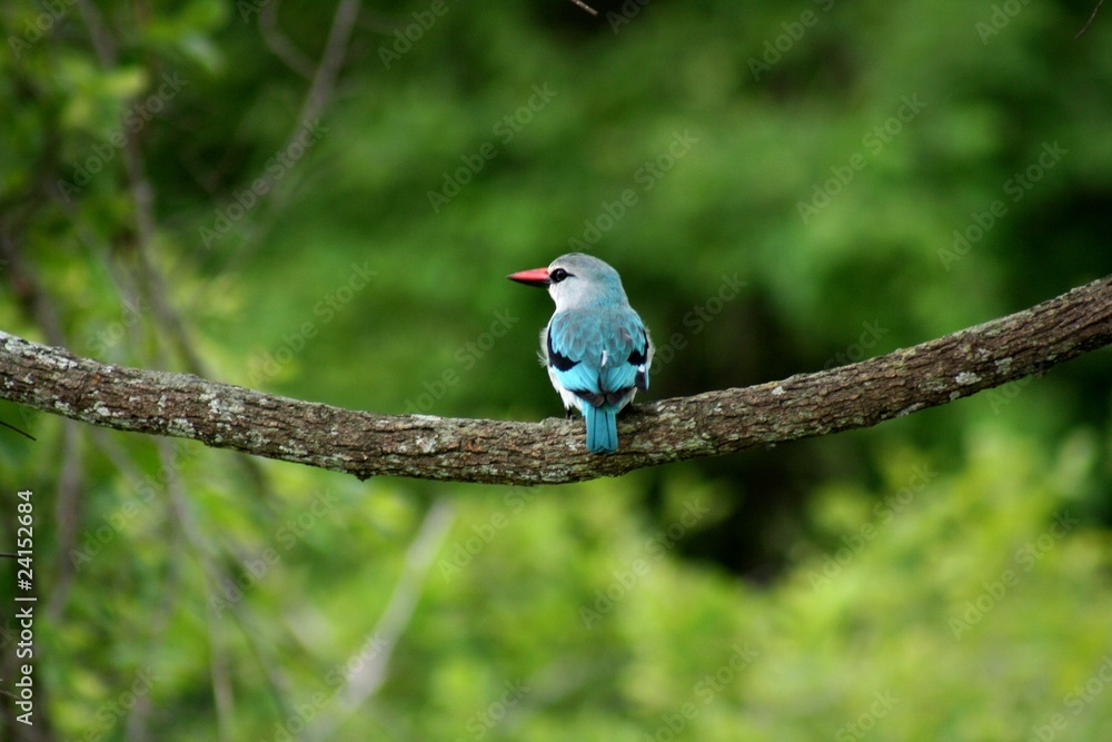 Obraz premium Zambia Birds