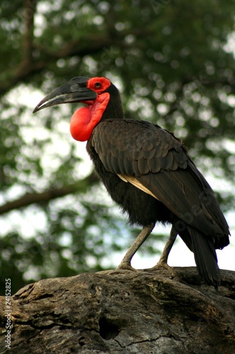 Zambia Birds