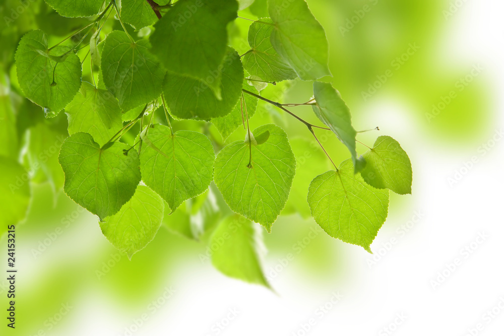 frame of birch leaves isolated frame of birch leaves isolated