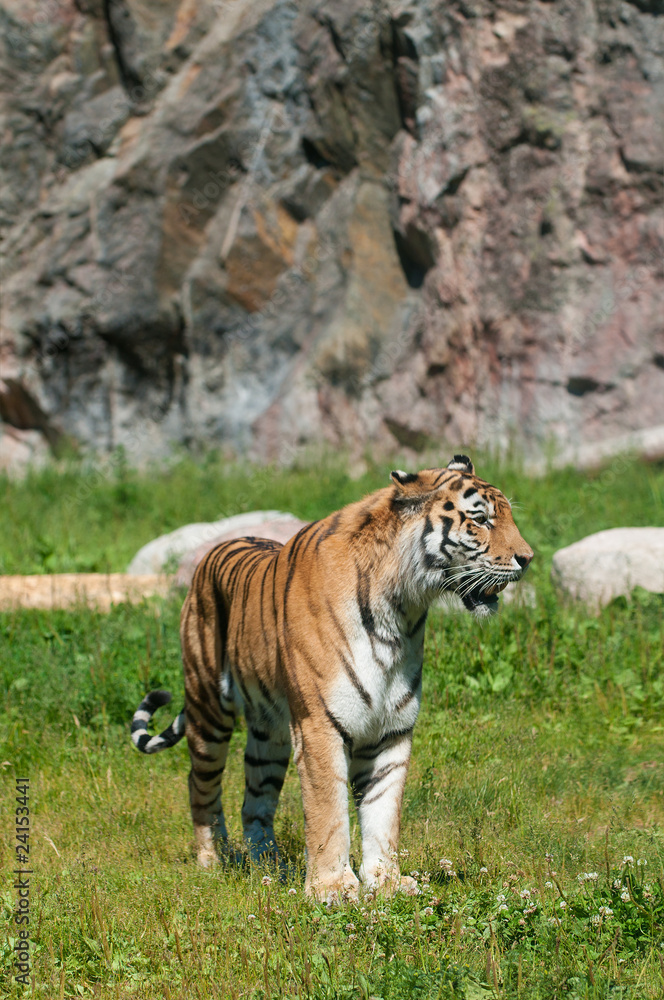 Fototapeta premium tiger