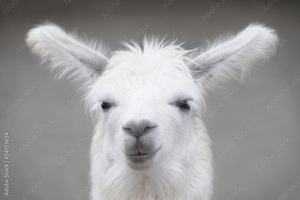Obraz premium Lama