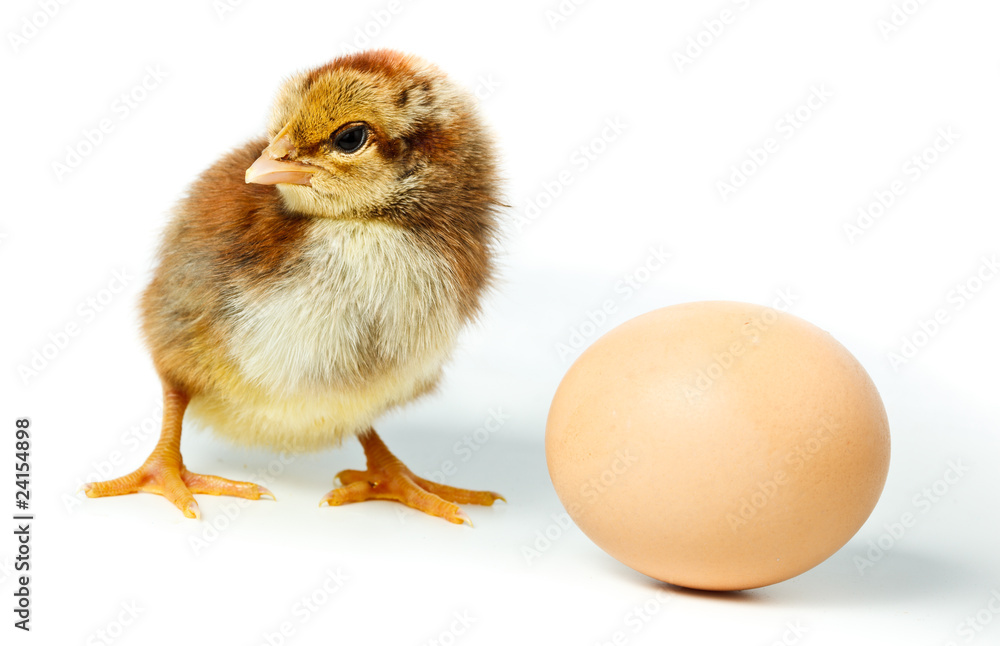 Chicken and egg
