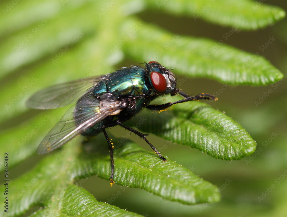 Mouche Mouche