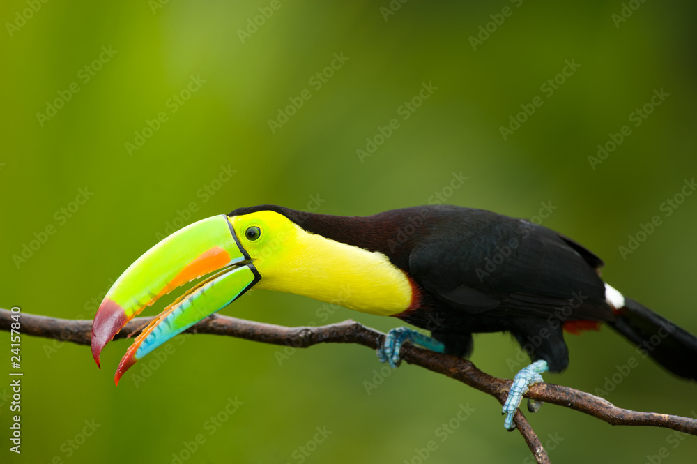 Fototapeta premium Keel Billed Toucan, from Central America.