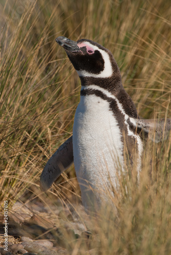 Pinguino de magallanes