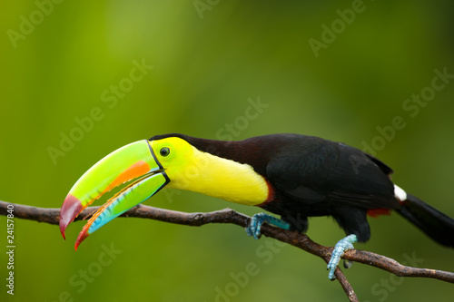 Keel Billed Toucan, from Central America.