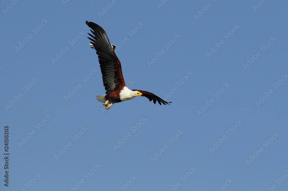 African Fish Eagle (Haliaeetus vocifer), lake Naivasha, Kenya African Fish Eagle (Haliaeetus vocifer), lake Naivasha, Kenya