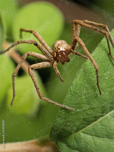 Nursery Spider from Front