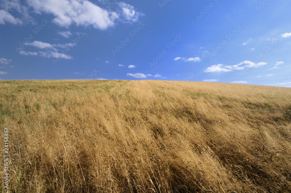 Oat field on the hill