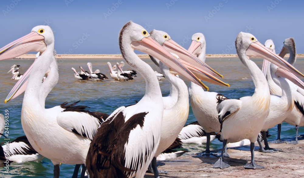 Australian pelicans Australian pelicans