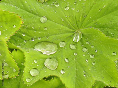 Green Leaves with Water Drops