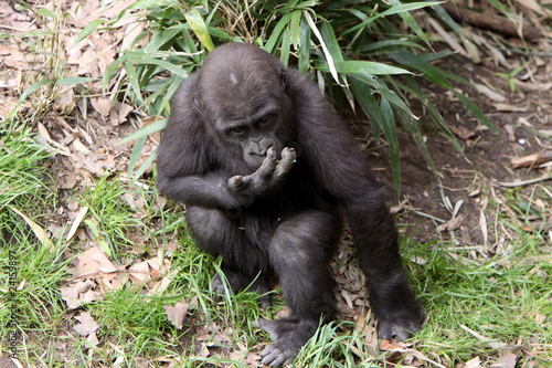 Gorilla-Baby