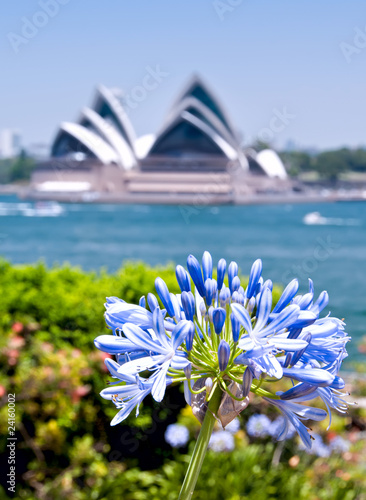 Sydney opera house and flower