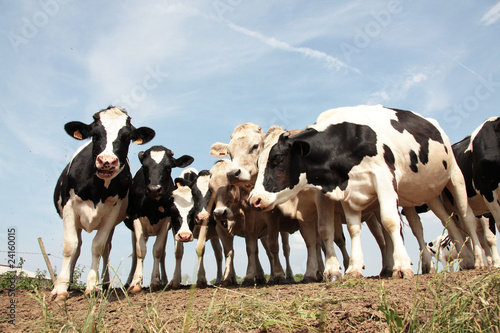Wallpaper Mural vache Torontodigital.ca