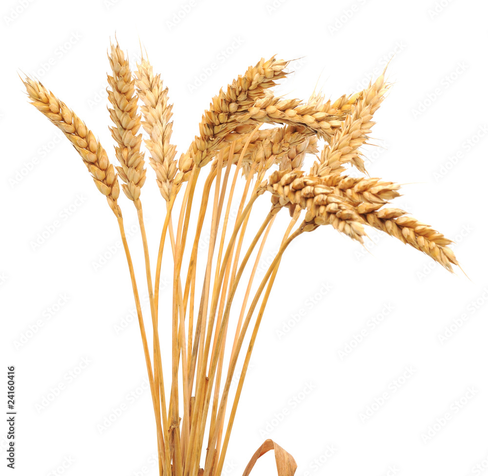 Obraz premium Isolated bunch of wheat