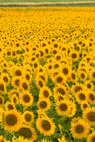 girasoles tarde 6