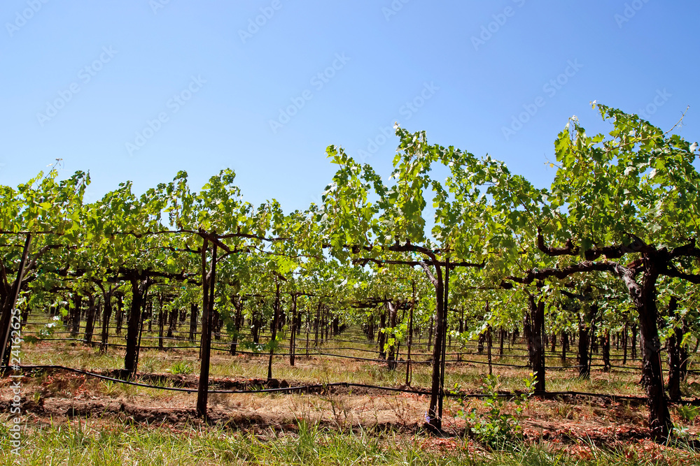 Napa Valley vineyard Napa Valley vineyard