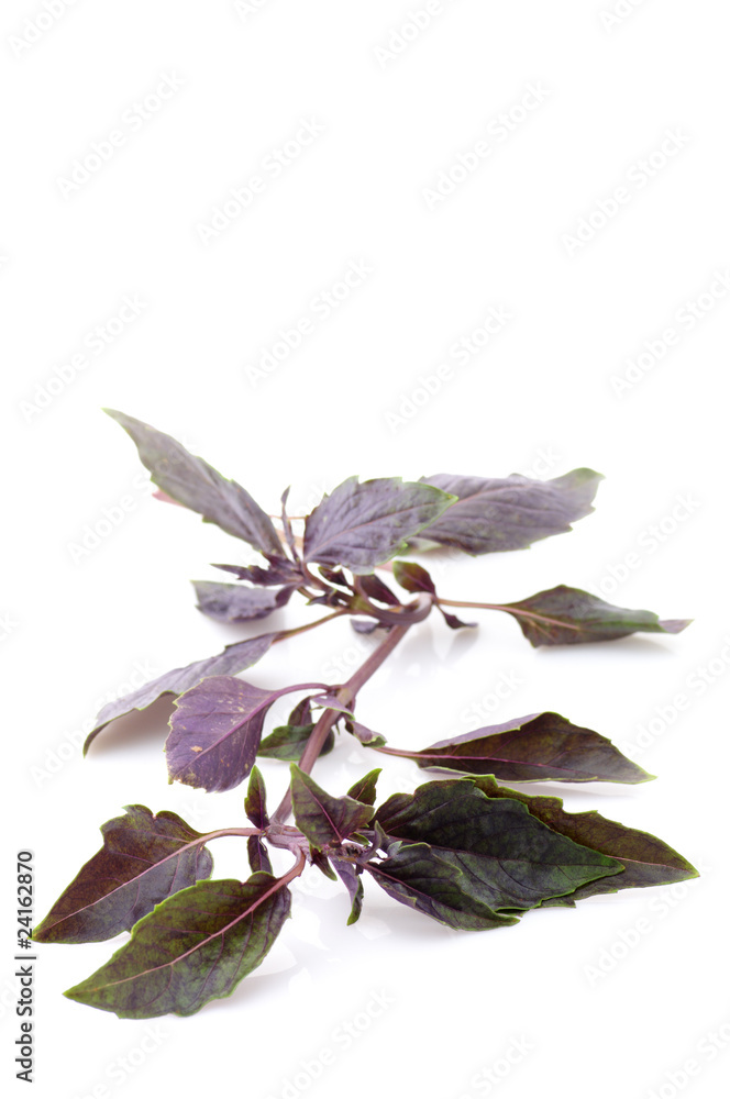 Obraz premium Purple basil