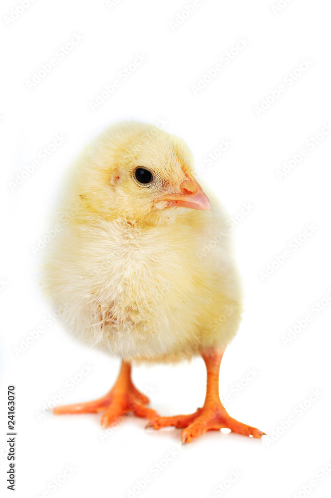 fluffy chicken fluffy chicken