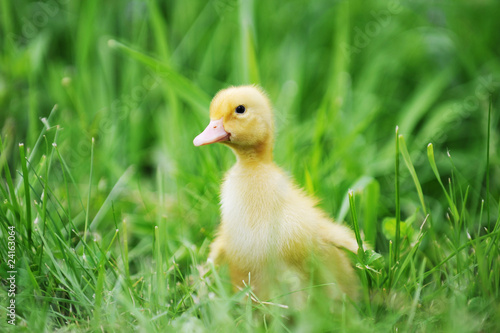 duckling on green grass