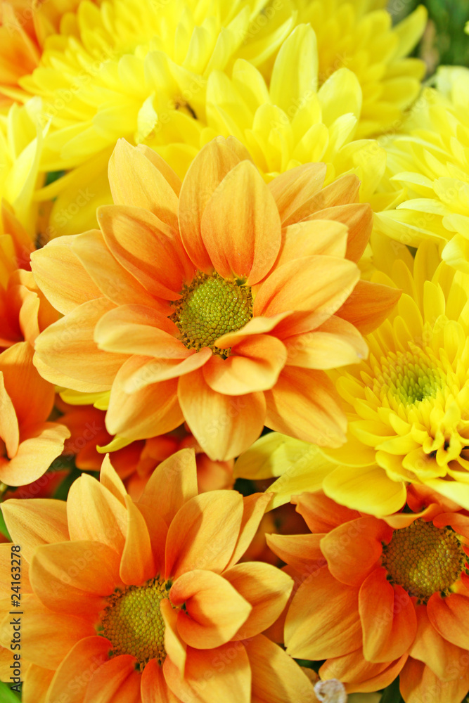 Fototapeta premium Daisies