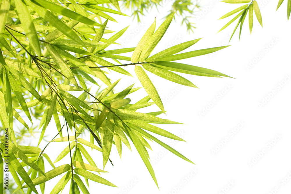 Beautiful Bamboo Border Beautiful Bamboo Border