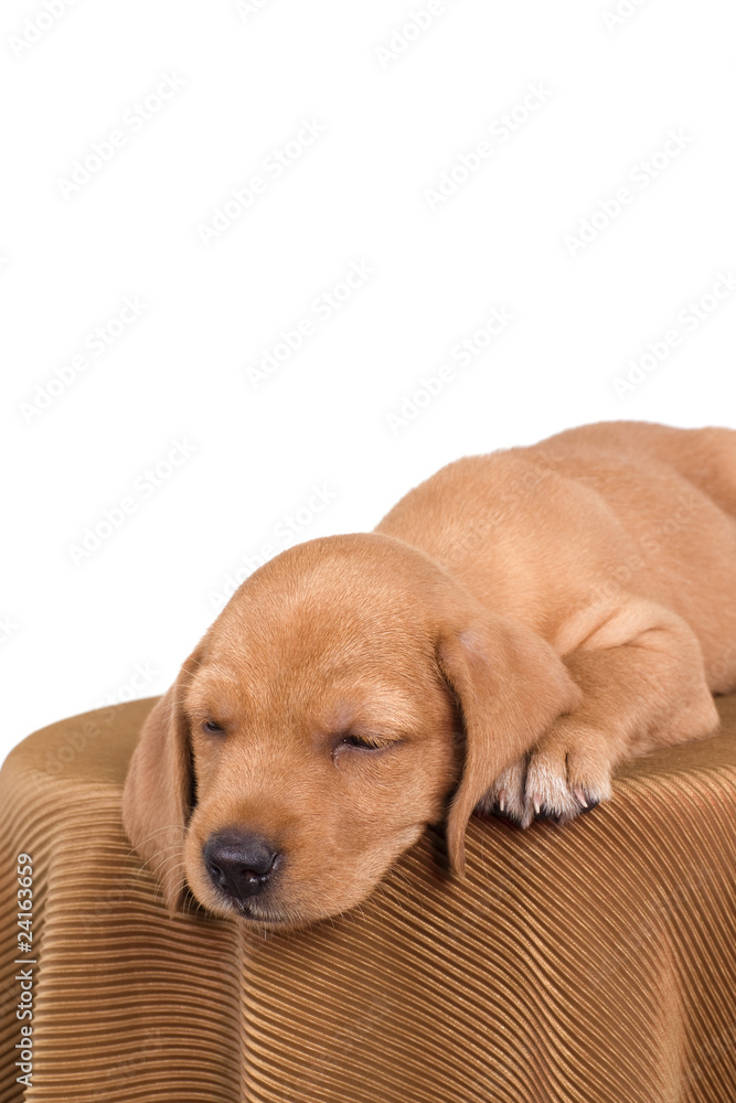 chiot de deux mois qui dort chiot de deux mois qui dort