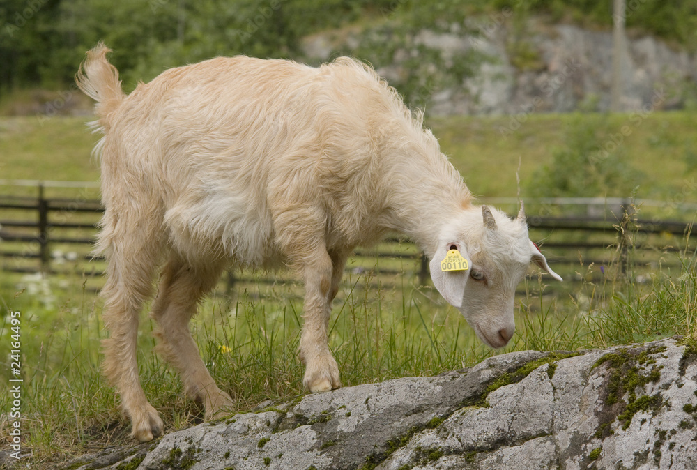 Goat Goat