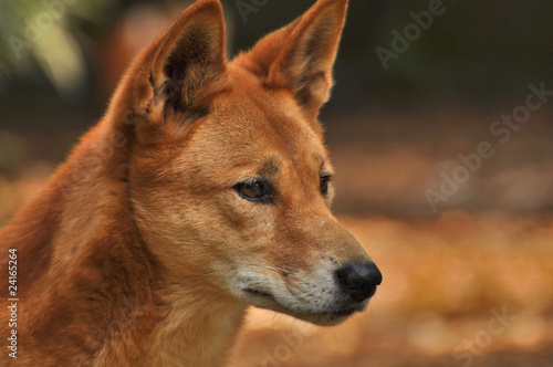 AUS-Dingo2 © wolfganguphaus