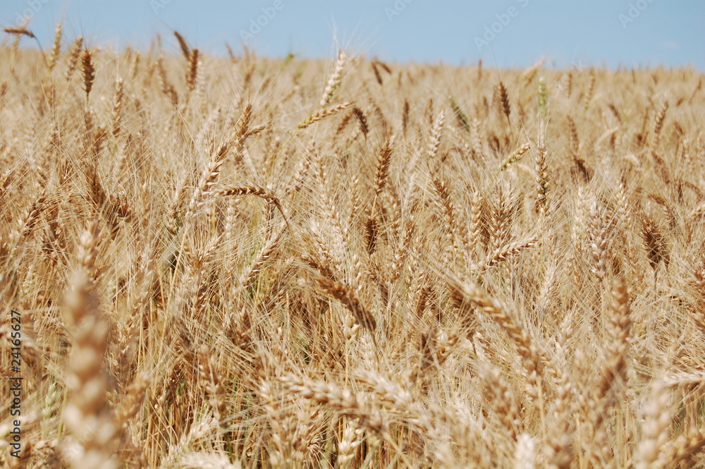 Fototapeta premium Пшеничное поле