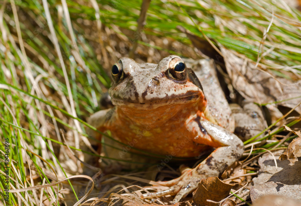 Obraz premium Frog 8