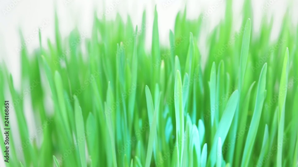 Rotating fresh new green grass bunch with blue light spot Rotating fresh new green grass bunch with blue light spot
