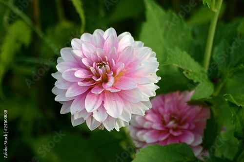 Dahlien (Dahlia) Blüte