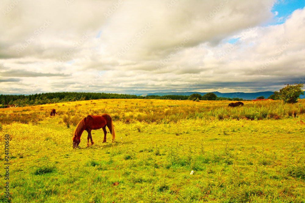 Beautiful horse in Scottish Summer Fields