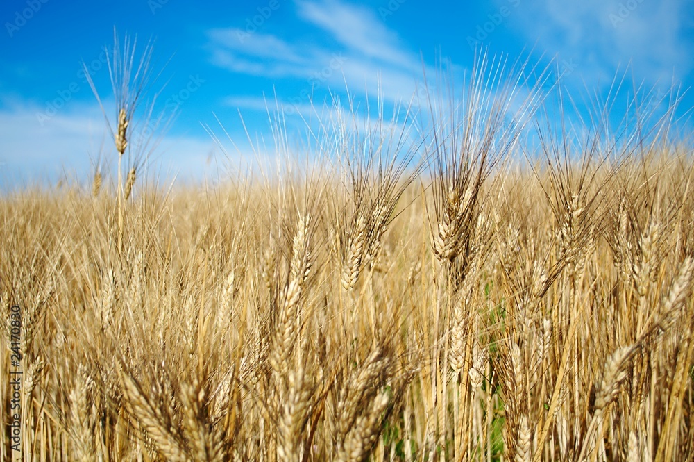 Closeup of a field of golden ripe wheat