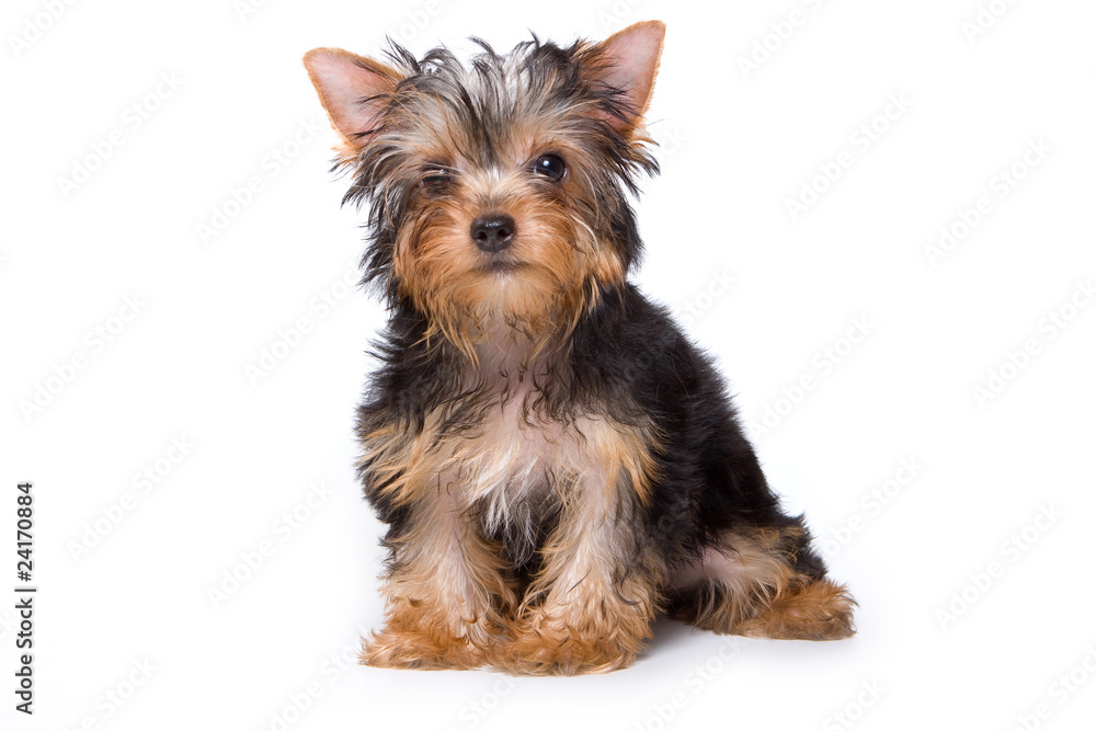 Yorkshire terrier puppy on white background Yorkshire terrier puppy on white background