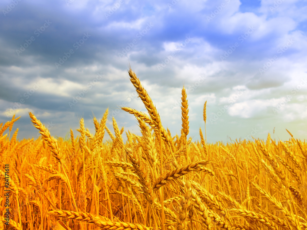 Fototapeta premium Wheat field against a blue sky