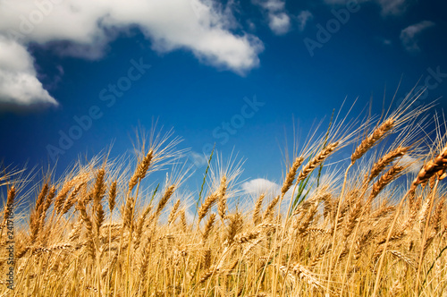 Summer view of ripe wheat.