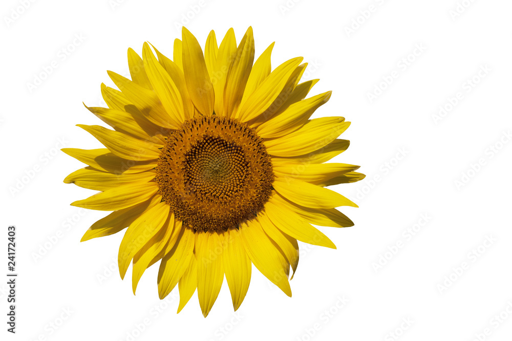 Naklejka premium 白バックとヒマワリ