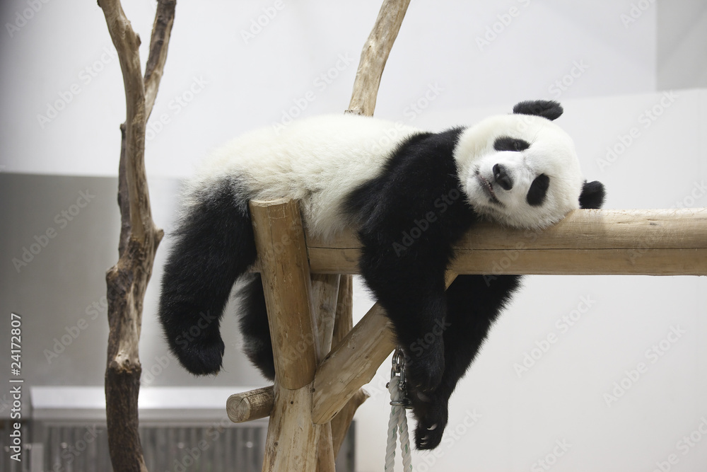 Naklejka premium Panda odpoczywa