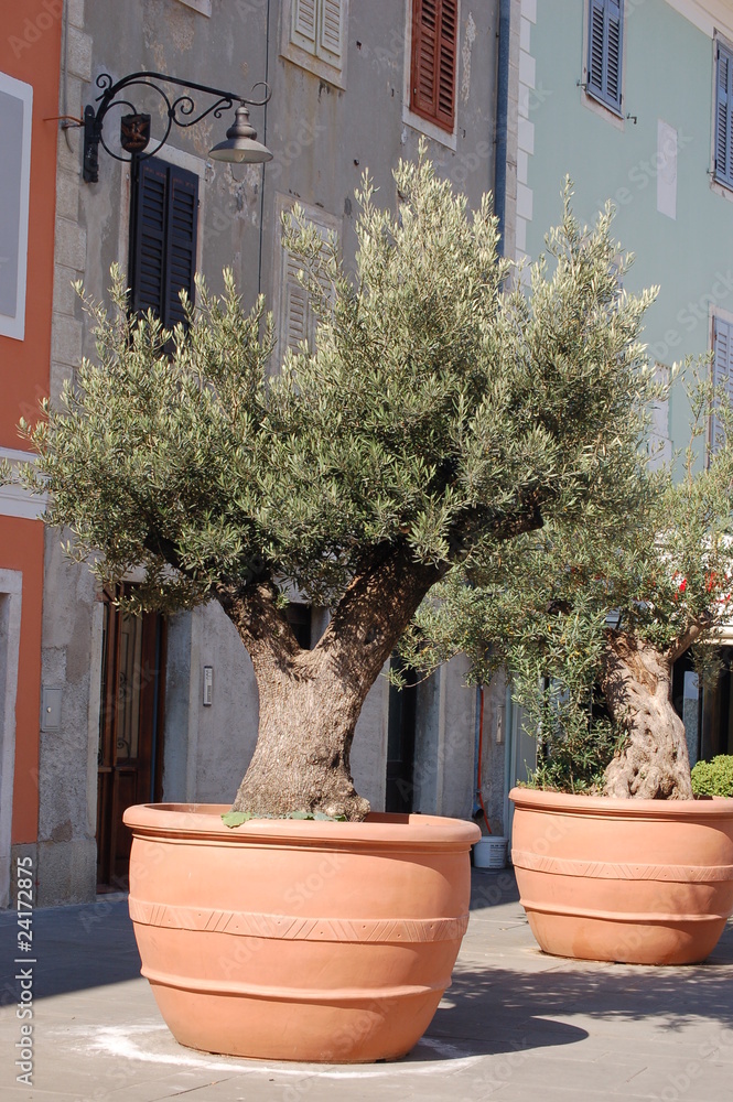 Olive trees in the city