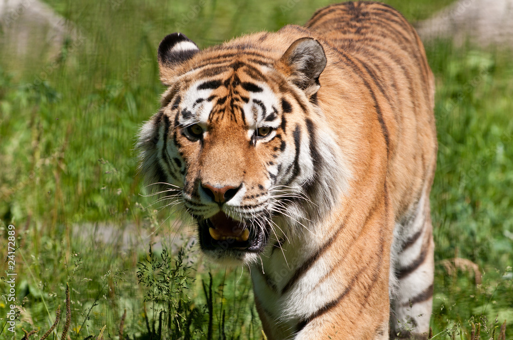 Fototapeta premium tiger